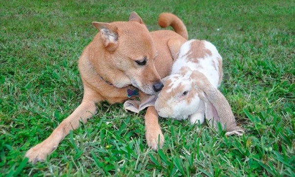 What Age Can Puppies Eat Rabbit Ears – And More From The Puppybox ...