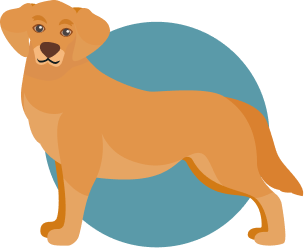 Golden Retriever illustration