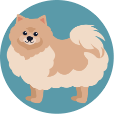 Pomeranian illustration