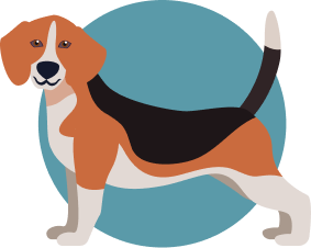 Beagle illustration