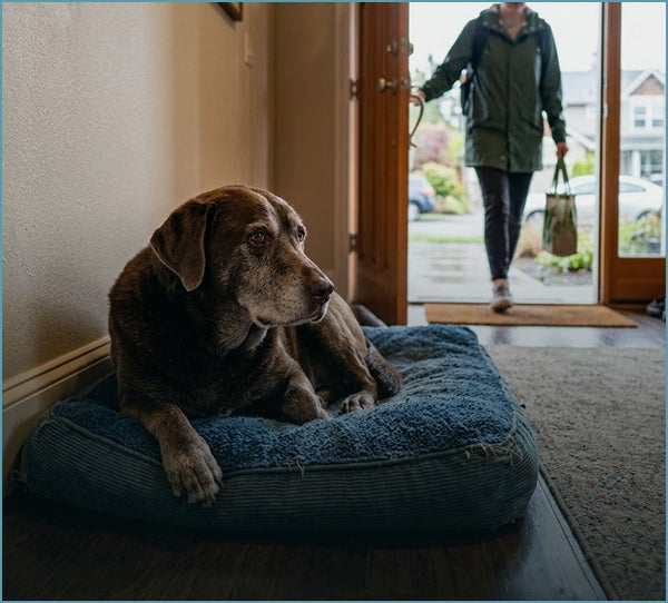 Missing their usual greeting at the door